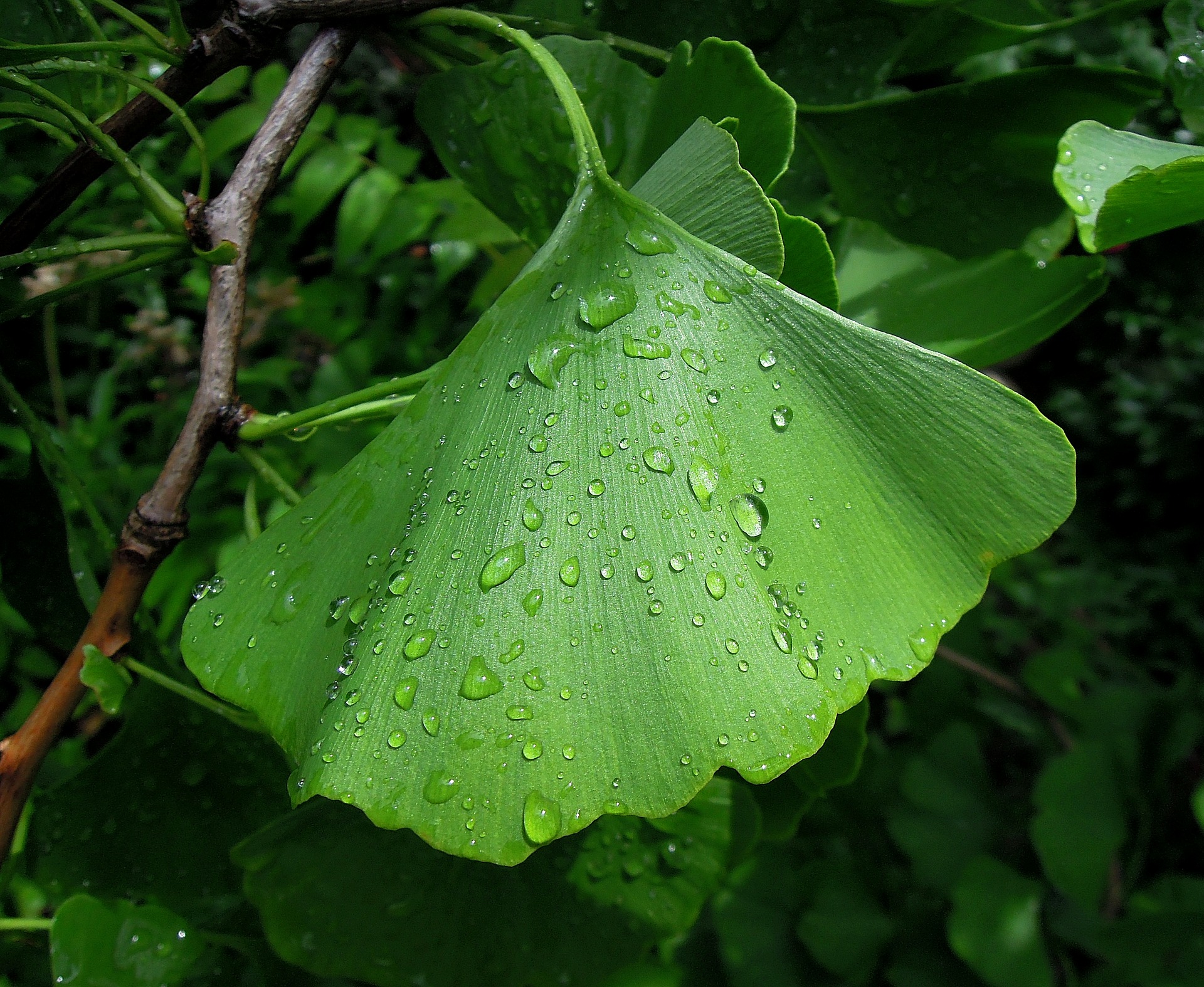 листо от гинко билоба