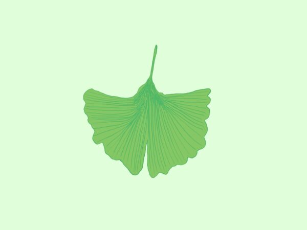 рисунка на Гинко Билоба