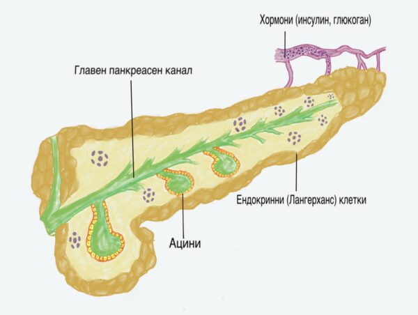 Диабет- всичко, което трябва да знаете