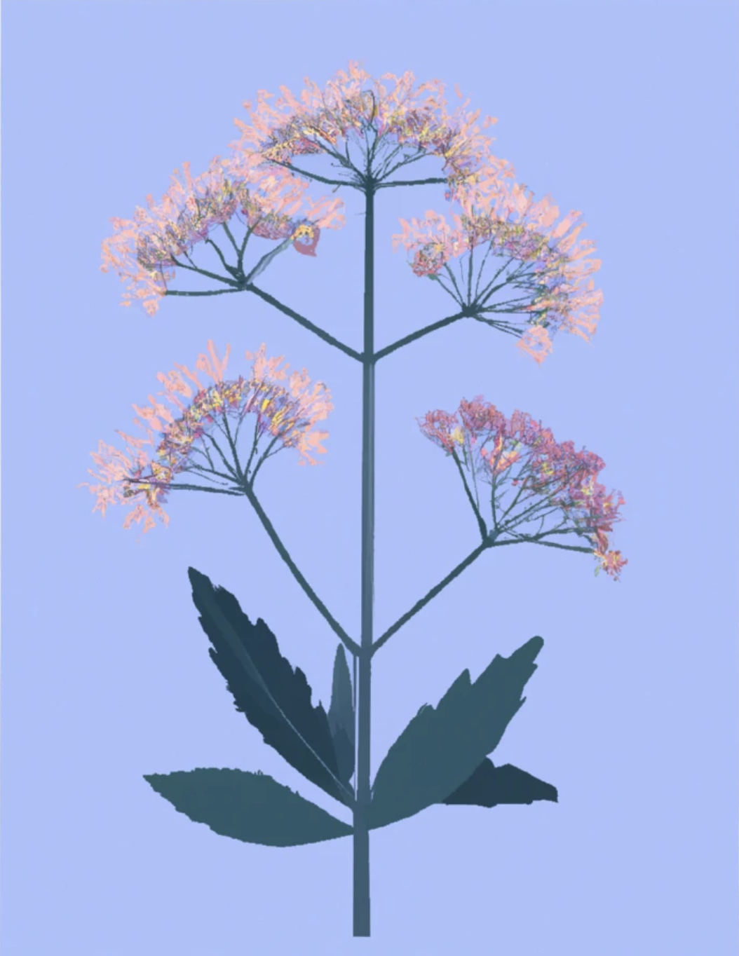 Валериана